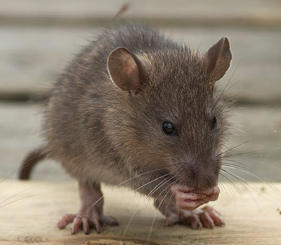 Hausratte