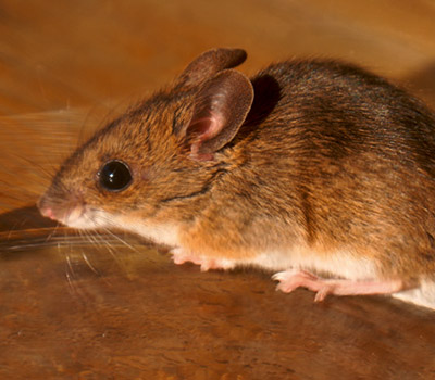 Hausmaus