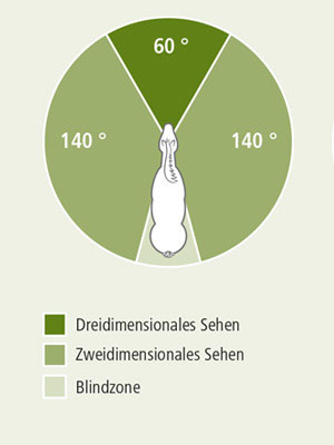 Sehfeld Pferd