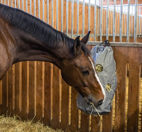 Pferd knabbert an einem Heusack im Stall