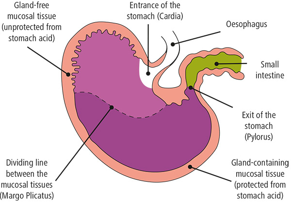 graphic of horse stomach