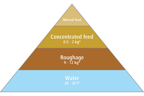 Graphic of a food pyramid of a horse