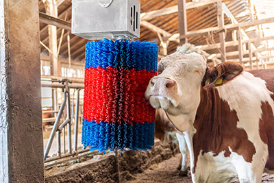 Eine braunweiße Kuh lässt sich im Stall von einer HAPPYCOW Viehbürste massieren