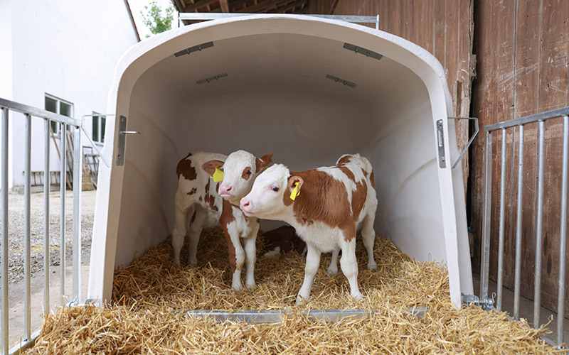 Zwei Kälber in einem Kälberiglu