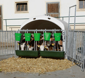 Kälberiglu CalfHouse Premium XL mit geschlossenem Fanggitter und mehreren Kälbern