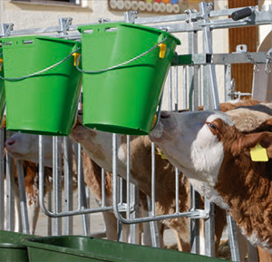 Kälber trinken entspannt durch die optionale Fressplatzabtrennung der Gruppenkälberhütte CalfHouse Premium XL