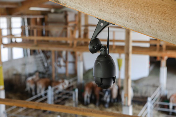 Mit einer Stallüberwachungskamera an der Decke eines Kuhstalls installiert überblickt man alles, was mit den Tieren passiert