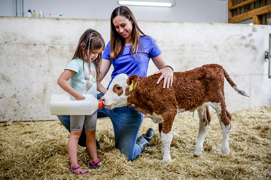 Ein junges Kalb wird von einem Kind mit einer Flasche gefüttert, während die Mutter das Kalb streichelt