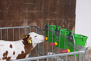 Ein Kalb trinkt aus einem Tränkeeimer am Gitter der Kälberhütte CalfHouse Premium Duo