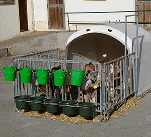 Kälberfütterung in der Großraumkälberhütte CalfHouse Premium XL