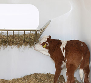 Kalb frisst an einer Heurraufe in der Großraumkälberhütte CalfHouse Premium XL