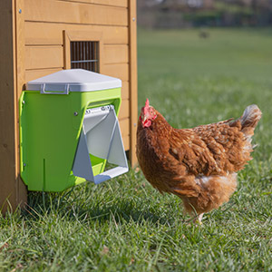 Ein braunes Huhn vor einem Futterautomat an der Hühnerstall Wand
