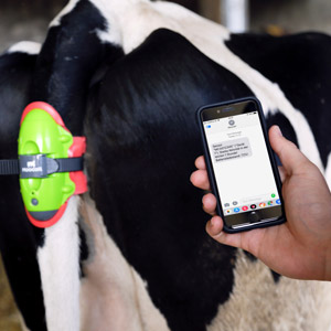 Ein Landwirt beobachter auf dem Smartphone den Abkalbemelder-Alarm  vor einer schwarzweißen Kuh mit Abkalbemelder am Schwanz