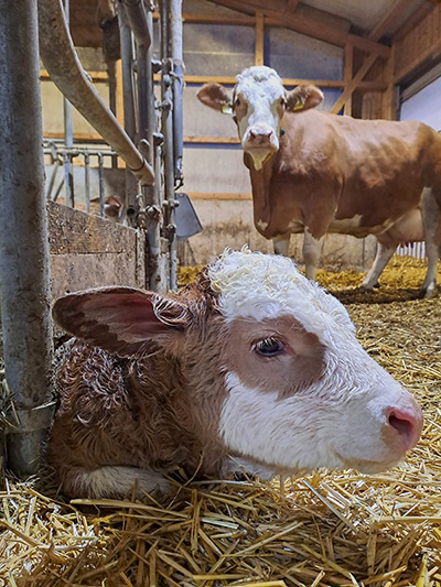 Ein neugeborenes Kalb im Stall mit einer Kuh im Hintergrund