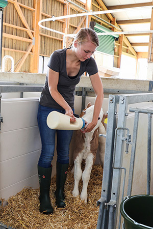 Eine Landwirtin füttert ein Kalb mit einer Flasche