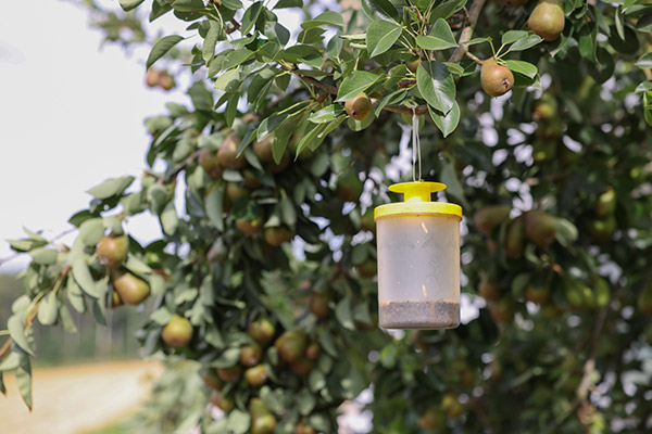 Die cit Fliegenfalle FlyCage3 aufgehängt in einem Baum