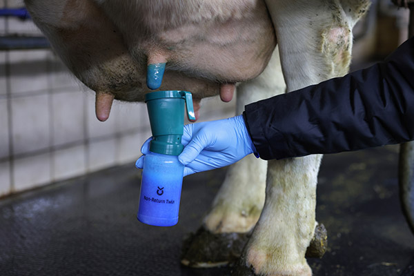 Das Euter einer Kuh wird mit Dipp Mittel aus dem Dipp-Becher desinfiziert
