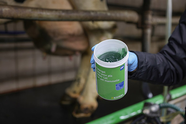 Eutergel im offenen Becher in einem Kuhstall