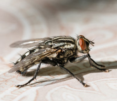 Stubenfliege