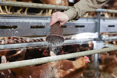 Ein Landwirt nutzt einen Pulverzerstäuber im Hühnerstall, um Milbenbekämpfungsmittel auszubringen