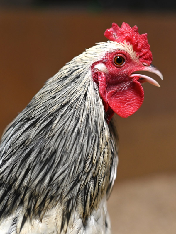 Ein weiß schwarz geflecktes Huhn mit rotem Kamm
