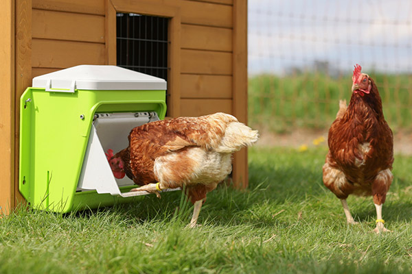 Ein Huhn bedient mit seinem Fuß die Klappe vom SmartCoop Futterautomat und pickt