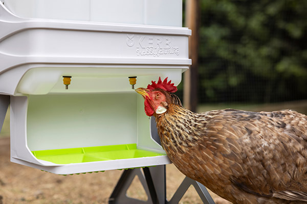 Ein Huhn trinkt aus dem Trinknippel der SmartCoop Geflügeltränke