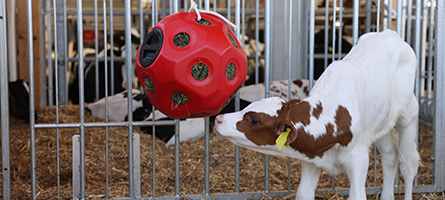 Ein Kalb spielt mit einem roten Heuball im Stall