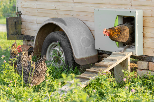 Hühner gehen durch die geöffnete SmartCoop Hühnertür auf die Wiese