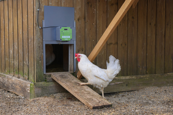 Ein weißes Huhn betritt den Hühnerstall durch eine automatische Hühnertür