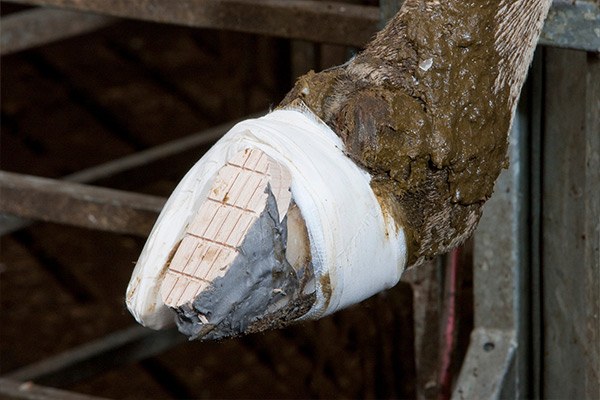 Eine bandagierte Rinderklaue mit Holzklotz