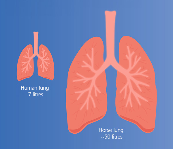 Graphic comparison of human lung with horse lung