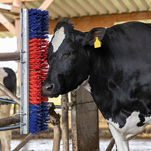 Kuh kratzt sich an einer Viehbürste