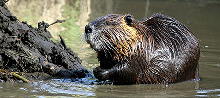 Ein Biber sitzt in Ufernähe im Wasser