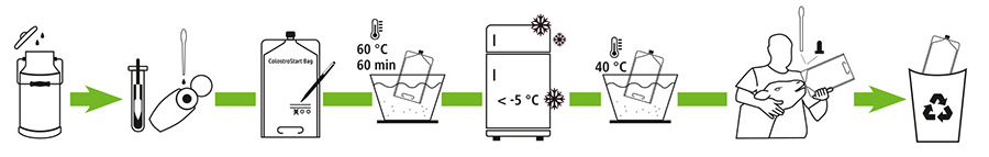 Grafik zur Vorgehensweise mit Kolostrum Management
