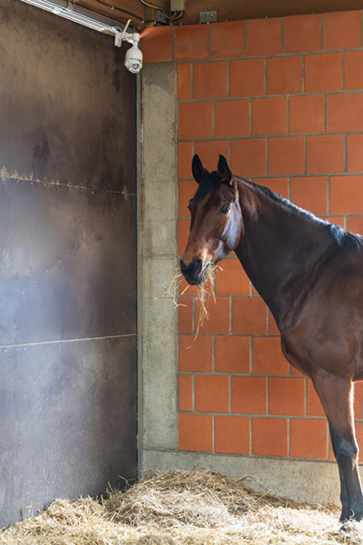 Kerbl IPCam SIM FHD überwacht ein Pferd im Stall
