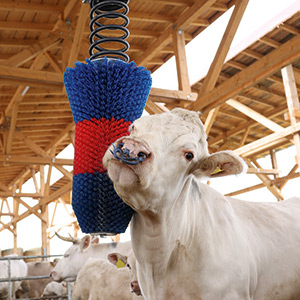 Ein weißes Kalb reibt seinen Kopf an einer HappyCow Pendelbürste