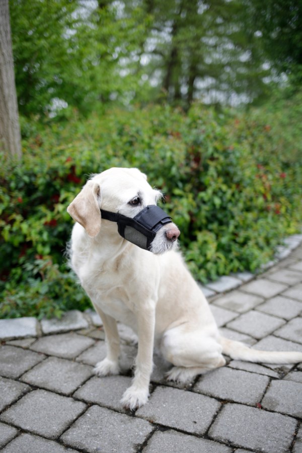 Koop Fotoplank Zwart 30 cm hier