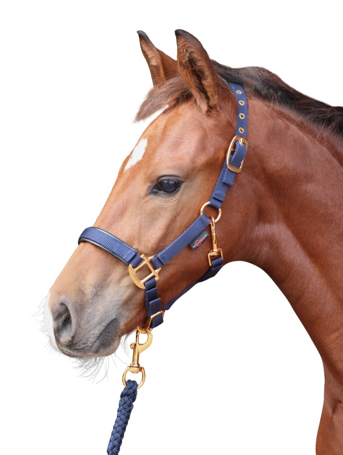 Kerbl Fohlenhalfter Mit Dornschnalle - Grau 20mm Breite