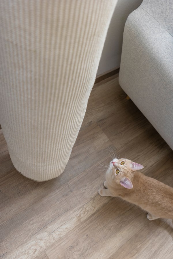 Kerbl Klettersack Climber für Katzen jetzt günstig o