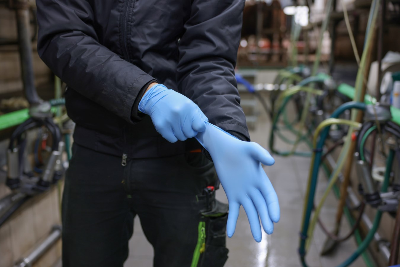 Kerbl Nitrile Einmalhandschuhe XL - 30cm Lange Schwarz 50 Stück