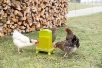Futterautomat mit Standfüßen
