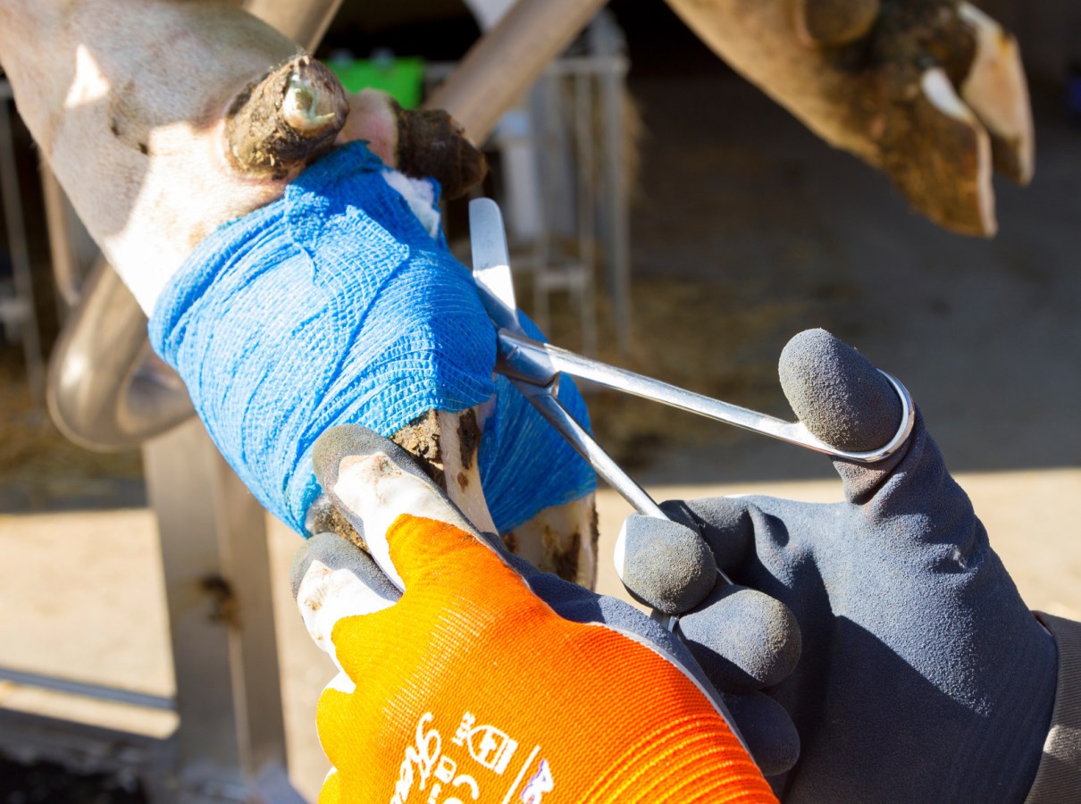 VetLastic selbsthaftende Bandage - Rinderhaltung - günstig online kaufen