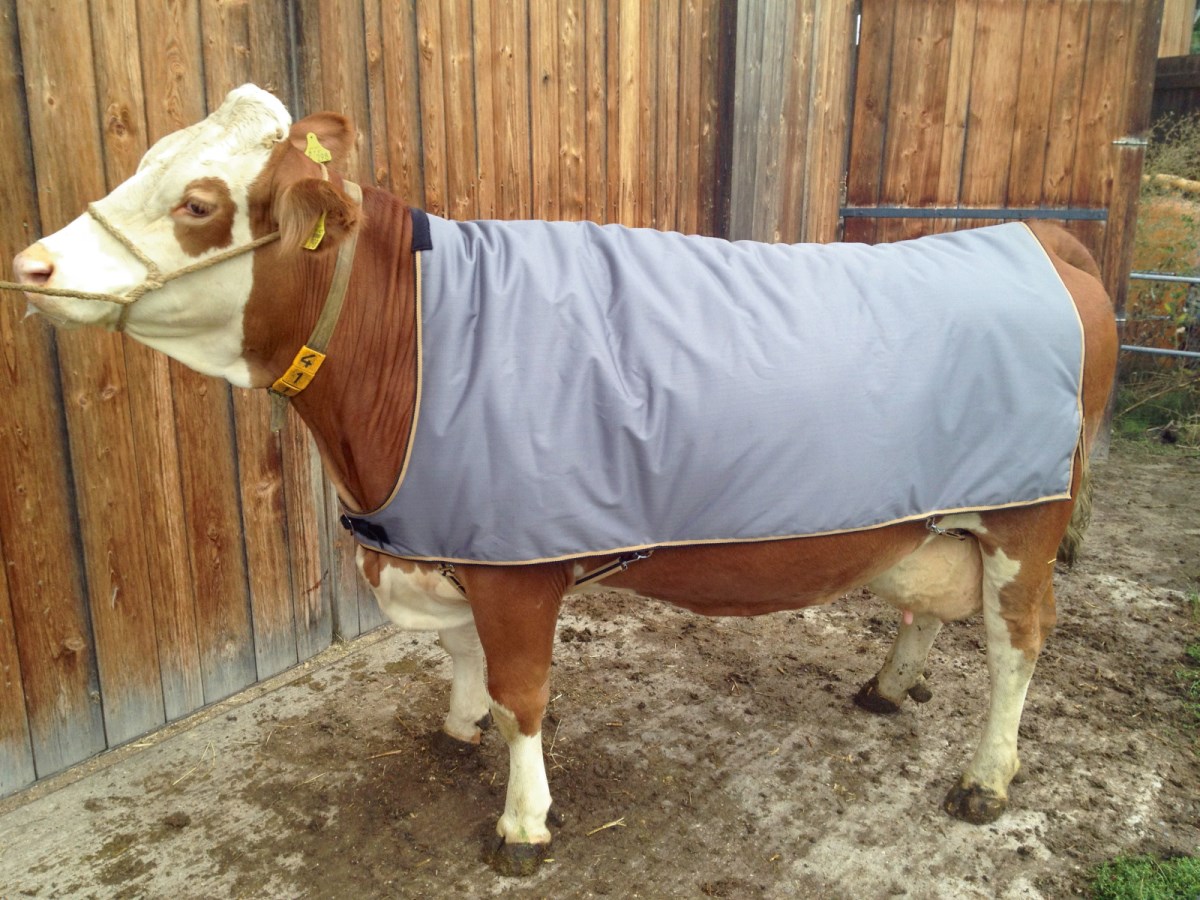 Cow blanket for cow online