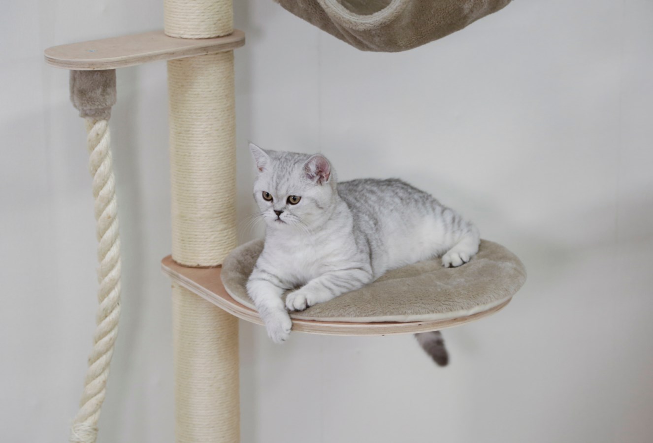 Wall-Mounted Cat Tree Dolo  - Albert Kerbl GmbH