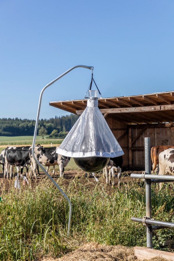 horse fly catcher