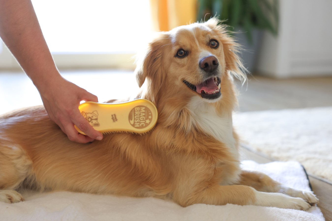 MagicBrush Dog Pet Dog Sup Albert Kerbl GmbH