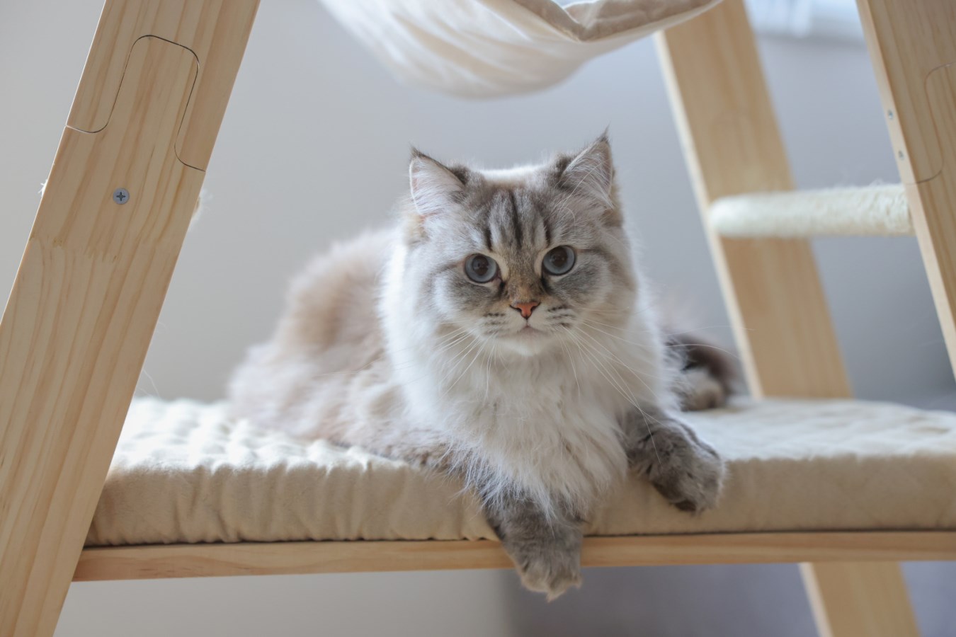 Cat Tree Ladder,Pet,Cat Su  - Albert Kerbl GmbH