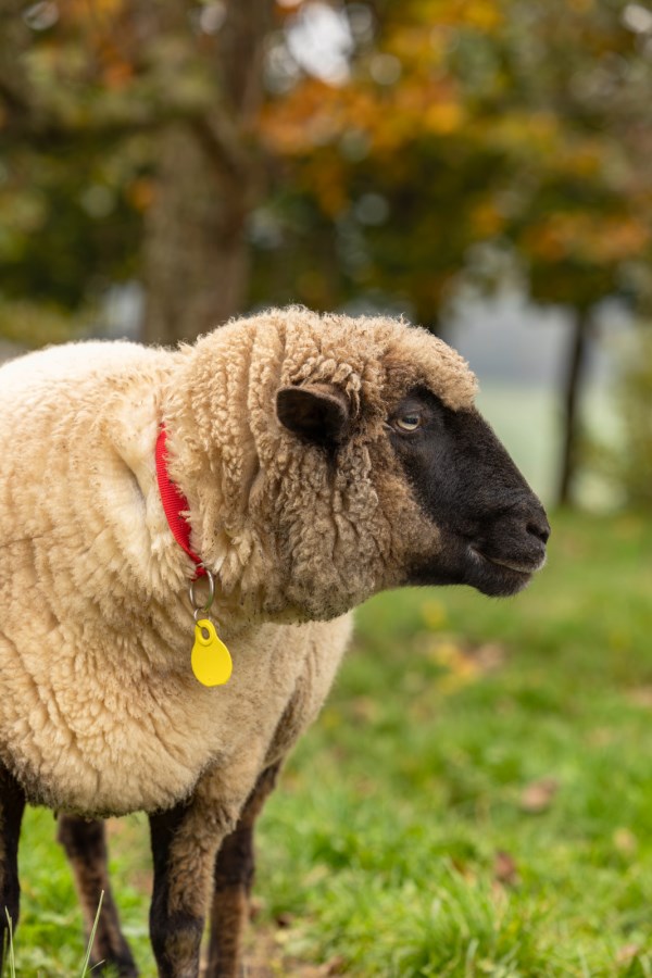Neck Plate for Sheep,Agric  - Albert Kerbl GmbH