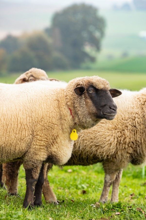 Neck Plate for Sheep,Agric  - Albert Kerbl GmbH